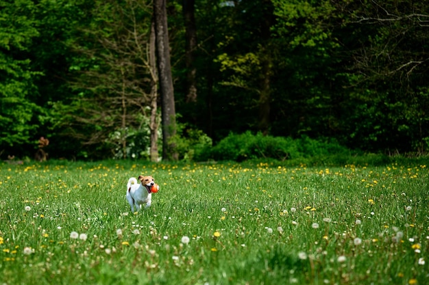 Active dog playing with toy ball on green grass Pet walking in park