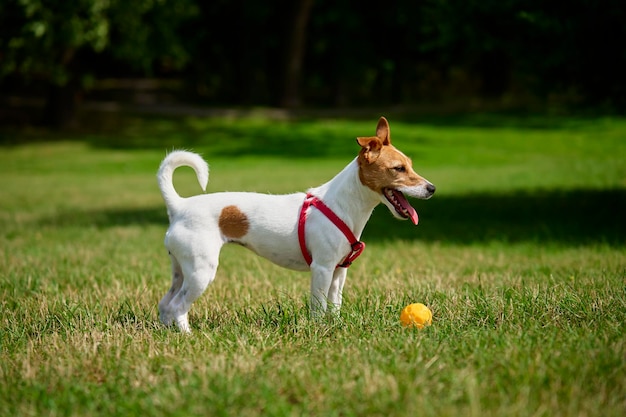 夏の日に緑の芝生の上でおもちゃのボールで遊ぶ活発な犬公園を歩くペットのジャック ラッセル テリアの肖像画