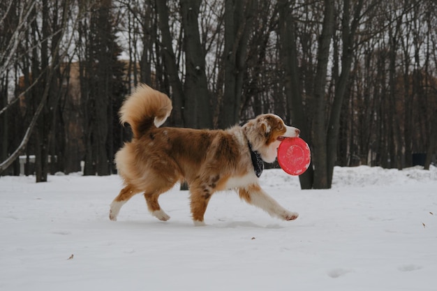 An active dog walks with a round red toy flying saucer disk in teeth Australian Shepherd