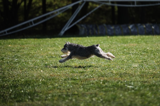 An active energetic breed of smallsized dogs on the move