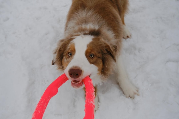 Active and energetic dog holds round red toy with teeth and looks up  Australian Shepherd