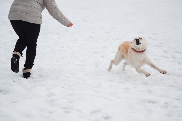 Active and energetic mix husky dog quickly runs away from its owner