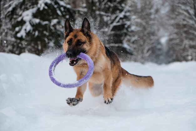 Active and energetic walk with dog in winter park Outdoor games Red and black German Shepherd is running fast along snowy forest road with blue round toy in teeth