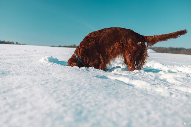 Foto cane setter irlandese attivo che gira filmati a rallentatore durante la passeggiata innevata divertendosi in inverno