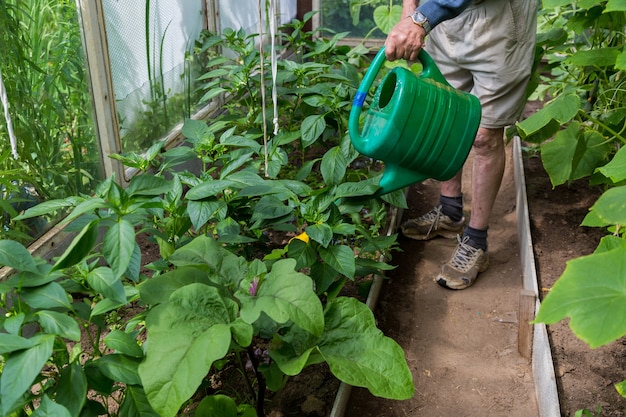 温室で植物に水をまくアクティブな老人