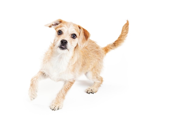 Photo active terrier dog running on white background