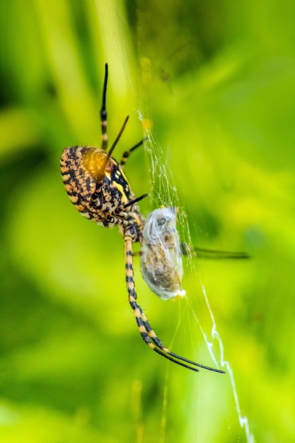 Aculepeira ceropegia Capturing the Elegance of a Orbweaving Spider