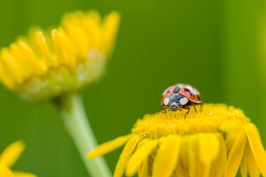 adalia decempunctata tenspotted ladybird