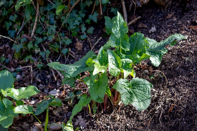 Adam en Eva plant (Arum maculatum) groeit in de lentezon