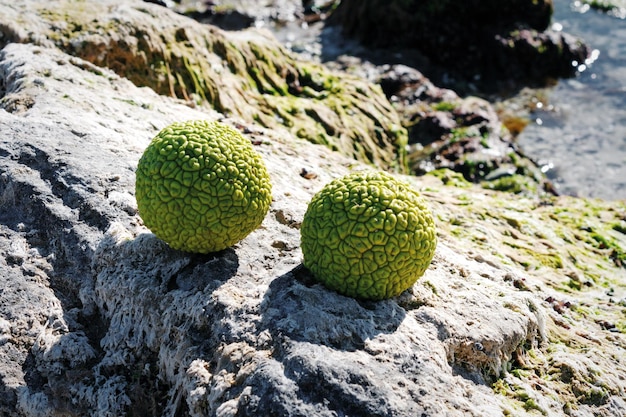 Adam's apple on the rocky shore of the Caspian Sea October is the month