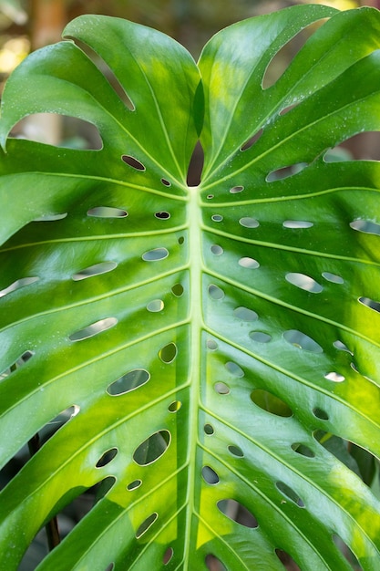 Adam's rib plant green leaf