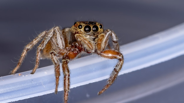 Adanson's House Jumping Spider van de soort Hasarius adansoni