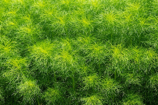 Foto adas foglie foeniculum vulgare mill una pianta medicinale e aromatica biennale