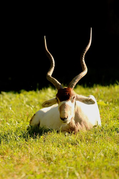 Foto antilope addax in uno zoo