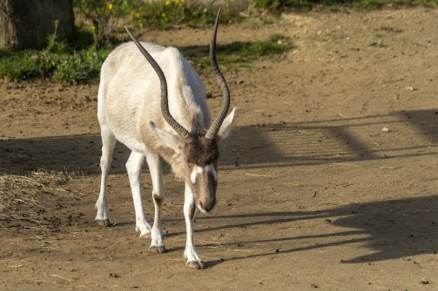 Addax close up portrait