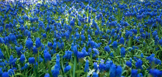 Adder ui Muis hyacint Muscari bloem