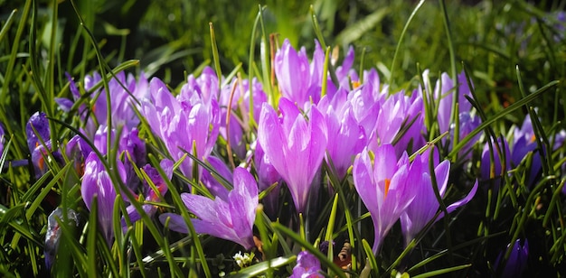 Adding a little colour to springtime Cropped shot of beautiful flowers