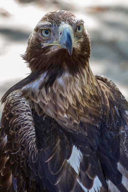 Adelaar, dagroofvogel met mooi verenkleed en gele snavel