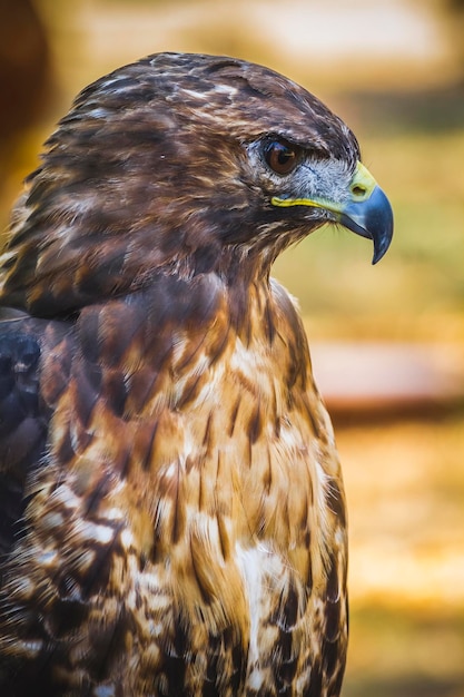 adelaar, dagroofvogel met mooi verenkleed en gele snavel