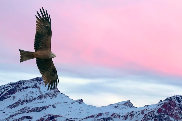 Adelaar die op de roze achtergrond van de zonsondergangberg vliegt in de winter