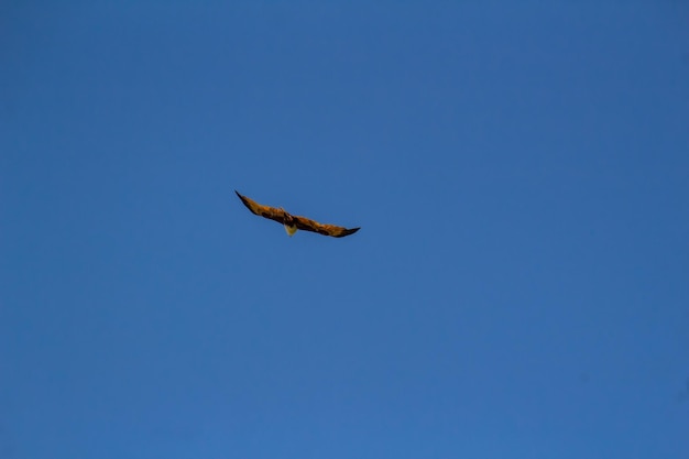 adelaar in de blauwe lucht