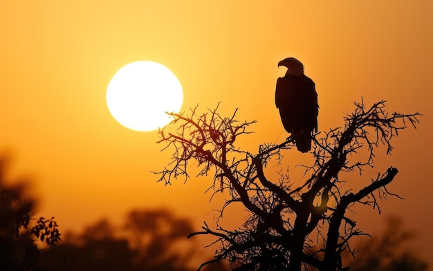 adelaar op een boomtop met een silhouet tegen de ondergaande zon
