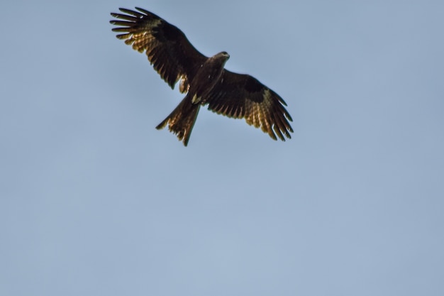 Adelaar vliegt door de blauwe lucht