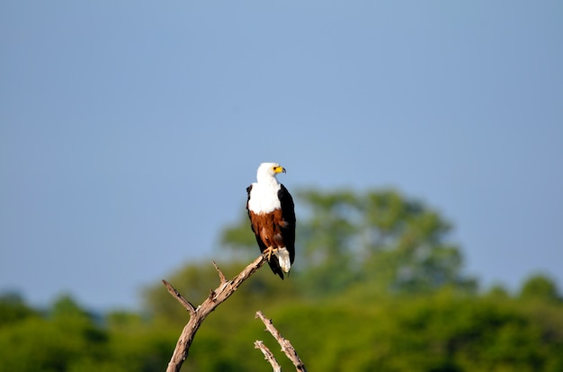 Foto adelaar zat op een boom