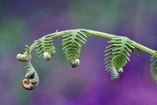 Foto adelaarsvaren jonge bladeren pteridium aquilinum