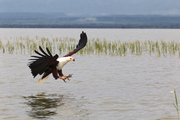 Adelaarsvisser Lake Baringo Kenia Afrika