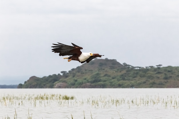 Adelaarvogel Visjager Adelaar uit Lake Baringo, Kenia, Afrika