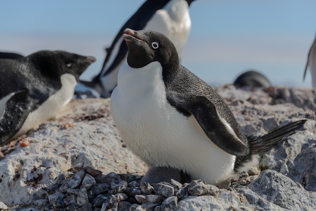 Adelie penguin on beach