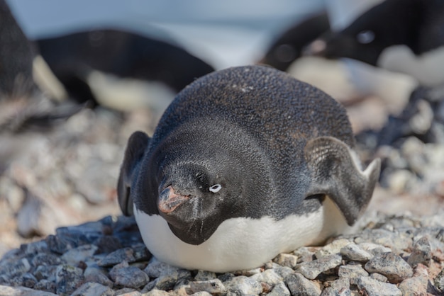 ビーチのアデリーペンギン