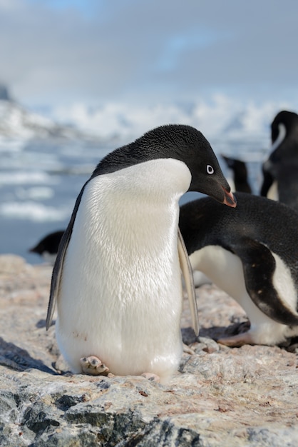 ビーチのアデリーペンギン