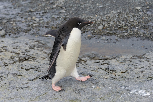 南極のビーチに行くアデリーペンギン