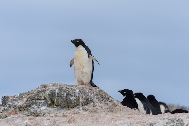 南極のビーチに行くアデリーペンギン