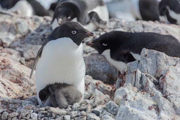 Пингвин адели в гнезде с птенцом