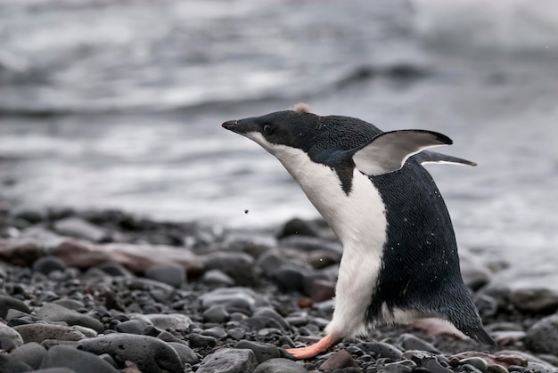 얼음 Paulet 섬 남극 대륙에 청소년 Adelie Penguin