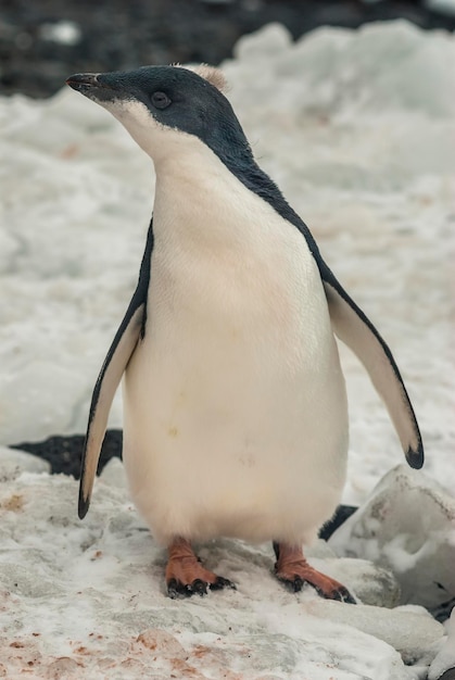 Adelie Penguin juvenile on ice Paulet island Antarctica