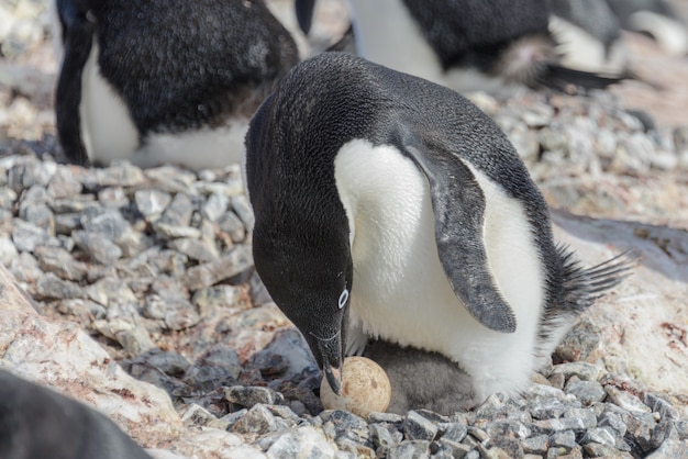 Adelie penguin in nest with chick and egg