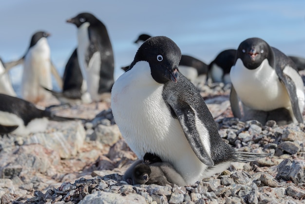 Adelie penguin in nest with chick