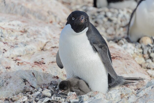 Adelie penguin in nest with chick