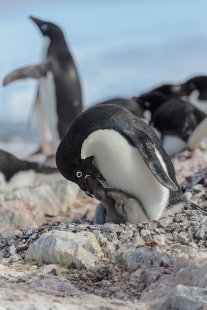 Adelie penguin in nest with chick