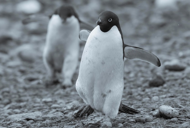 Adelie Penguin Paulet Island Antartica