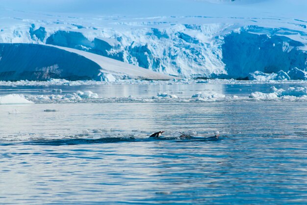 Adelie penguin porpoisingParadise bay Antarctic peninsula Antartica