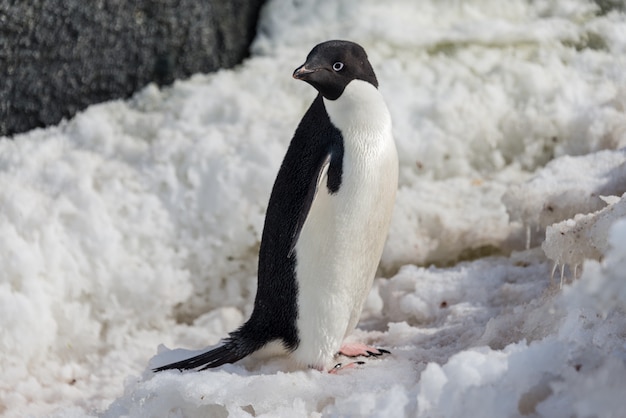Пингвин Адели стоит на пляже в Антарктиде