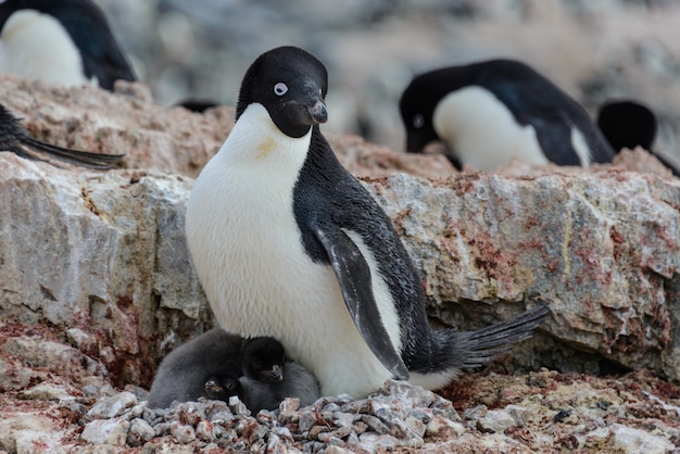 Photo adelie penguin with chicks in nest in antarctica