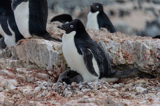 Adelie penguin with chicks in nest in Antarctica