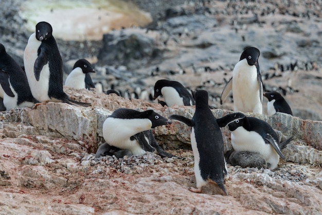 Adelie penguin with chicks in nest in Antarctica