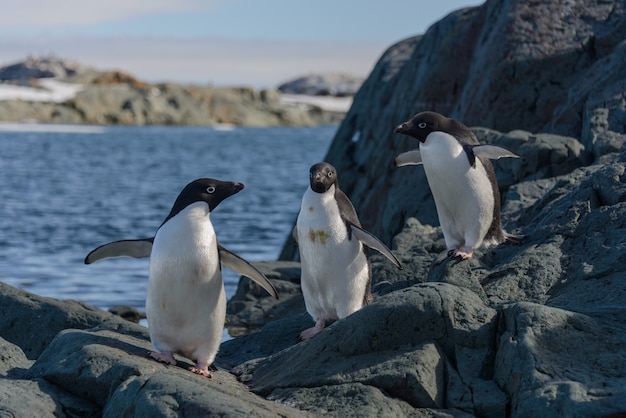 Pinguini di adelia sulla spiaggia